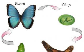 Разведение бабочек Как вырастить бабочку из куколки