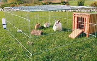 Бизнес план на выращивание кроликов